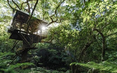 Treeful Treehouse Sustainable Resort